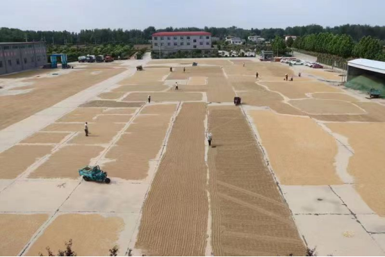 6.2展現國企責任擔當 全力助民搶收夏糧(新聞稿)659.png 6.2展現國企責任擔當 全力助民搶收夏糧(新聞稿)659.png